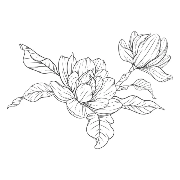 Blommig Linjekonst Magnolia Blomma Skissera För Blommig Färg Sidor Minimalistiska — Stock vektor