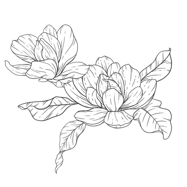 Floral Line Art Magnolia Esquema Flores Para Colorear Páginas Florales — Archivo Imágenes Vectoriales