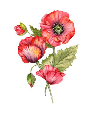 Kırmızı gelincik çiçekleri suluboya resimleri, el boyalı kır çiçekleri buketi. Düğün davetiyeleri, düğün öncesi parti ve çiçeklerle dolu tebrik kartları için mükemmel.