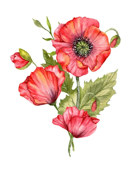 Fiori Papavero Rosso Illustrazione Acquerello Bouquet Fiori Selvatici Dipinti Mano — Foto Stock