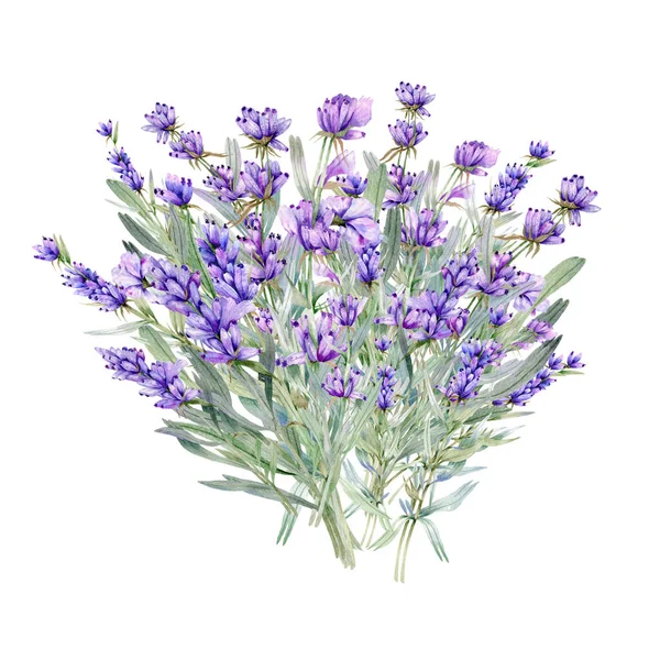 Lavanda Watercolor Ilustração Provence Herbs Pintado Mão Isolado Sobre Fundo — Fotografia de Stock