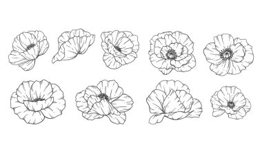 Poppy Flower Line Sanat, İnce Çizgili Poppy Buketleri El Çizimi Çizimi. Çiçeklerle Renklendirme Sayfası. 