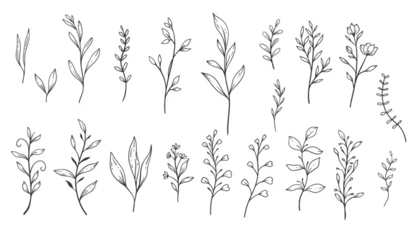 緑のラインアート ファインラインの葉手描きイラスト 植物カラーリングページ — ストックベクタ