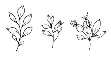 Rose Kalça Çizgisi Sanat İllüstrasyonu. Taslak gül hop beyaz arka planda izole