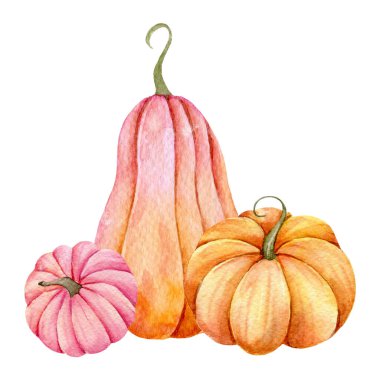 Sonbahar Şükran Günü suluboya balkabağı aranjmanı beyaz arka planda. Renkli Balkabakları Suluboya Çizim Elleri