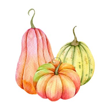 Sonbahar Şükran Günü suluboya balkabağı aranjmanı beyaz arka planda. Renkli Balkabakları Suluboya Çizim Elleri