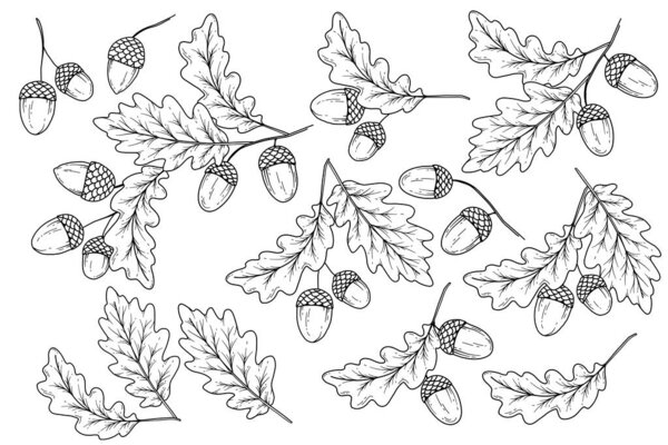 Acorns set outline isolated on white. Fall Foliage Line Art Illustration, Outline Leaves Hand Drawn Illustration. Fall Coloring Page with Acorns. Fall concept. Thanksgiving graphics isolated on white