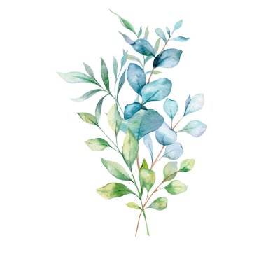  Okaliptüs Suluboya Çizimi. Okaliptüs yeşili el boyası beyaz arka planda izole edilmiş. Düğün davetiyeleri, çiçek etiketleri, gelin duşu ve çiçek tebrik kartları için mükemmel.