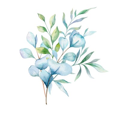  Okaliptüs Suluboya Çizimi. Okaliptüs yeşili el boyası beyaz arka planda izole edilmiş. Düğün davetiyeleri, çiçek etiketleri, gelin duşu ve çiçek tebrik kartları için mükemmel.