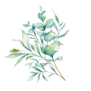  Okaliptüs Suluboya Çizimi. Okaliptüs yeşili el boyası beyaz arka planda izole edilmiş. Düğün davetiyeleri, çiçek etiketleri, gelin duşu ve çiçek tebrik kartları için mükemmel.