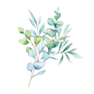  Okaliptüs Suluboya Çizimi. Okaliptüs yeşili el boyası beyaz arka planda izole edilmiş. Düğün davetiyeleri, çiçek etiketleri, gelin duşu ve çiçek tebrik kartları için mükemmel.