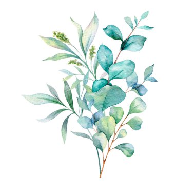  Okaliptüs Suluboya Çizimi. Okaliptüs yeşili el boyası beyaz arka planda izole edilmiş. Düğün davetiyeleri, çiçek etiketleri, gelin duşu ve çiçek tebrik kartları için mükemmel.