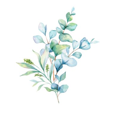  Okaliptüs Suluboya Çizimi. Okaliptüs yeşili el boyası beyaz arka planda izole edilmiş. Düğün davetiyeleri, çiçek etiketleri, gelin duşu ve çiçek tebrik kartları için mükemmel.