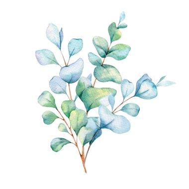  Okaliptüs Suluboya Çizimi. Okaliptüs yeşili el boyası beyaz arka planda izole edilmiş. Düğün davetiyeleri, çiçek etiketleri, gelin duşu ve çiçek tebrik kartları için mükemmel.