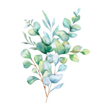  Okaliptüs Suluboya Çizimi. Okaliptüs yeşili el boyası beyaz arka planda izole edilmiş. Düğün davetiyeleri, çiçek etiketleri, gelin duşu ve çiçek tebrik kartları için mükemmel.