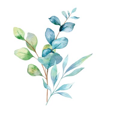  Okaliptüs Suluboya Çizimi. Okaliptüs yeşili el boyası beyaz arka planda izole edilmiş. Düğün davetiyeleri, çiçek etiketleri, gelin duşu ve çiçek tebrik kartları için mükemmel.
