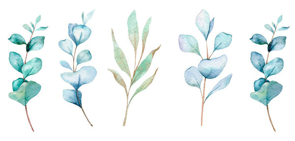  Эвкалиптовая акварельная иллюстрация. Эвкалипт Зеленый Рука окрашены изолированы на белом фоне. Идеально подходит для свадебных приглашений, цветочных этикеток, девичника и цветочных открыток
