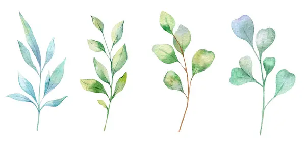 Ilustracja Akwareli Eukaliptusa Eukaliptusa Zieleń Ręcznie Malowane Białym Tle Idealny — Zdjęcie stockowe