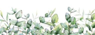 Okaliptüs suluboya çerçevesi. Okaliptüs yeşili çerçeveli el resmi beyaz arka planda izole edilmiş. Düğün davetiyeleri, çiçek etiketleri, gelin duşu ve çiçek tebrik kartları için mükemmel.