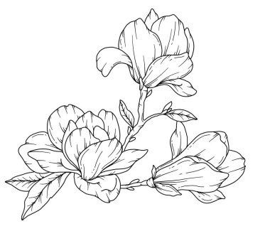 Manolya Çizgisi Çizimi. Siyah beyaz çiçek buketleri. Çiçek Rengi Sayfası. Çiçek Hattı Sanatı. İnce Çizgili Manolya çizimi. El çizimi çiçekler. Botanik boyama. Düğün davetiyesi çiçekleri