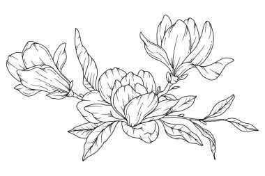 Manolya Çizgisi Çizimi. Siyah beyaz çiçek buketleri. Çiçek Rengi Sayfası. Çiçek Hattı Sanatı. İnce Çizgili Manolya çizimi. El çizimi çiçekler. Botanik boyama. Düğün davetiyesi çiçekleri