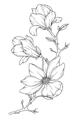 Manolya Çizgisi Çizimi. Siyah beyaz çiçek buketleri. Çiçek Rengi Sayfası. Çiçek Hattı Sanatı. İnce Çizgili Manolya çizimi. El çizimi çiçekler. Botanik boyama. Düğün davetiyesi çiçekleri