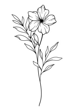 Primrose Çiçek Hattı Sanat. Primrose Hattı İllüstrasyonu. Şubat Doğum Ayı Çiçeği. Primrose ana hatları beyaza izole edilmiş. El boyaması sanat botanik çizimi.