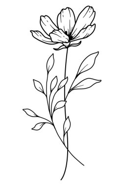 Kozmos Çizgisi Sanatı. Cosmos Illustration 'un ana hatları. Ekim Doğum Ayı Çiçeği. Evren beyaza izole edilmiş. El boyaması sanat botanik çizimi.