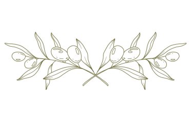 Beyaz arkaplan vektör illüstrasyonunda zeytin dalı. Zeytin Çizgisi Çizimi. Siyah beyaz zeytin dalları. Çiçek Hattı Sanatı. İnce Zeytin Çizgisi çizimi. El çizimi zeytin. Düğün davetiyesi yeşillik