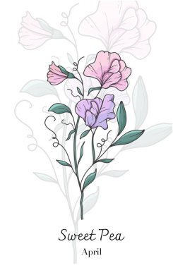 Tatlı Bezelye Çizgisi Sanatı. Tatlı bezelye çiçeği vektörü çizimi. Nisan Doğum Ayı Çiçeği. Tatlı bezelye ana hatları beyaza izole edilmiş. El çizimi sanat botanik çizimi.