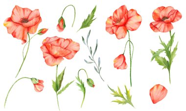 Poppy Flowers Suluboya Çizimi. Haşhaş Buketleri. Botanik Suluboya. Yaban çiçeği buketleri beyaz arka planda izole edilmiş el boyaları. Yabani çiçeklerinin düğün davetiyeleri ve gelin duşları için mükemmel. 