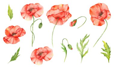 Poppy Flowers Suluboya Çizimi. Haşhaş Buketleri. Botanik Suluboya. Yaban çiçeği buketleri beyaz arka planda izole edilmiş el boyaları. Yabani çiçeklerinin düğün davetiyeleri ve gelin duşları için mükemmel. 