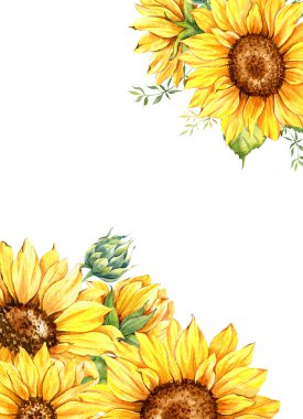 Ayçiçekleri Suluboya Çizimi. Ayçiçeği çerçevesi. Ayçiçeği buketi. Sarı Çiçek Çiçekleri. Çiftlik evi tarzı grafikler. Kırsal Yeşillik Dalları ve Çiçek Açan Ayçiçekleri. Beyaz arkaplanda izole edilmiş sarı çiçek buketleri