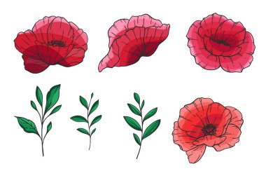 Haşhaş Çiçeği Vektörü Çizimi. Beyaz arka planda kırmızı gelincikler. Anma Günü Tasarımı. Botanik arka planı renkli kır çiçekleri. El çizimi çiçek arkaplan şablonu. Çiçek Sanatı. Haşhaş Buketi. 