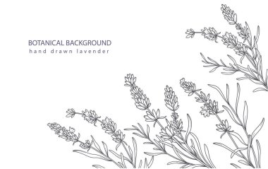 Lavanta Çizgisi Sanatı. Botanik arka plan modası minimalist lavanta. El çizimi çiçekli sınır şeması. Çiçek Hattı Sanat İllüstrasyonu. Lavanta Sınırı Hattı. Lüks Çizgi Çiçek Sanatı.