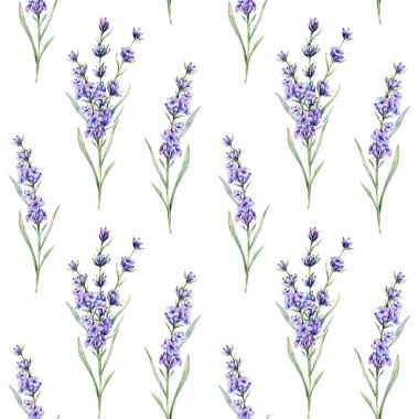 Lavanta arkaplansız arkaplan çizimi. Lavanta desenli. Menekşe lavantalı çiçek arkaplanı. Bahar Yaz Botanik Arkaplanı Duvar kağıtları, düğün, ambalaj kağıdı, tekstil