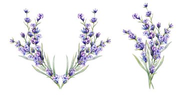 Lavantalı suluboya çizimi. El yapımı lavanta dalları izole edildi. Lavanta çiçeği arkaplanı. Lavanta Boyama Suluboya. Mor Çiçekler Suluboya. Zarif Çiçek Tasarım Şablonu