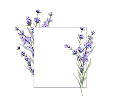 Lavantalı suluboya çizimi. El yapımı lavanta dalları izole edildi. Lavanta çiçeği arkaplanı. Lavanta Boyama Suluboya. Mor Çiçekler Suluboya. Zarif Çiçek Tasarım Şablonu