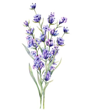 Lavantalı suluboya çizimi. El yapımı lavanta dalları izole edildi. Lavanta çiçeği arkaplanı. Lavanta Boyama Suluboya. Mor Çiçekler Suluboya. Zarif Çiçek Tasarım Şablonu