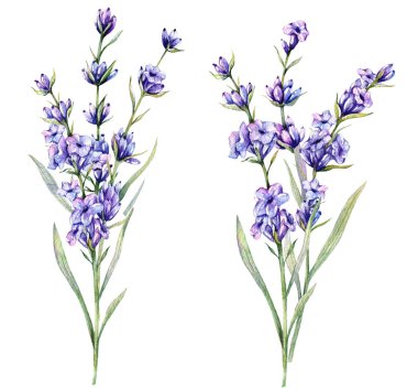 Lavantalı suluboya çizimi. El yapımı lavanta dalları izole edildi. Lavanta çiçeği arkaplanı. Lavanta Boyama Suluboya. Mor Çiçekler Suluboya. Zarif Çiçek Tasarım Şablonu