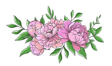 Pembe Şakayık Çizimi beyaza izole edilmiş. El yapımı Peony Buketleri. Çiçek Hattı Sanatı. Çiçek Tasarım Şablonu. El çizimi çiçekler. Şakayık Düğün çiçekleri
