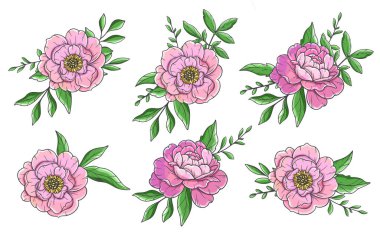 Pembe Şakayık Çizimi beyaza izole edilmiş. El yapımı Peony Buketleri. Çiçek Hattı Sanatı. Çiçek Tasarım Şablonu. El çizimi çiçekler. Şakayık Düğün çiçekleri