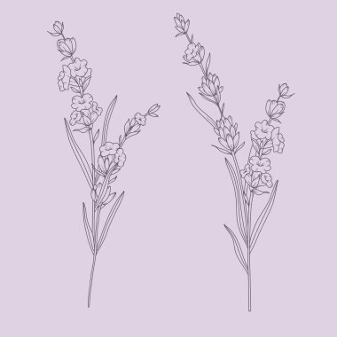 Lavanta Çizgisi Çizimi. Lavanta çizimi. El yapımı lavanta. Siyah ve beyaz çiçekler. Tek Renkli Çiçek Hattı Sanatı. Botanik boyama. Lavanta Düğünü