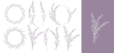 Lavanta Çizgisi Çizimi. Lavanta çizimi. El yapımı lavanta. Siyah ve beyaz çiçekler. Tek Renkli Çiçek Hattı Sanatı. Botanik boyama. Lavanta Düğünü