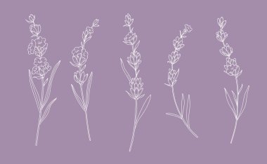 Lavanta Çizgisi Çizimi. Lavanta çizimi. El yapımı lavanta. Siyah ve beyaz çiçekler. Tek Renkli Çiçek Hattı Sanatı. Botanik boyama. Lavanta Düğünü