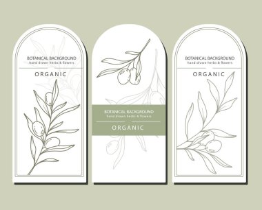 Olives Line Art. Olives Labels. Organic Shop banner. Botanical Background trendy minimalist olive branches. Olives banner template. Floral Line Art Illustration.  clipart