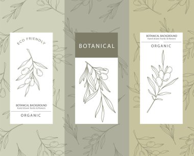 Zeytin Çizgisi Sanatı. Zeytin Etiketleri. Organik mağaza afişi. Botanik arka plan modasına uygun minimalist zeytin dalları. Zeytin sancak şablonu. Çiçek Hattı Sanat İllüstrasyonu. 