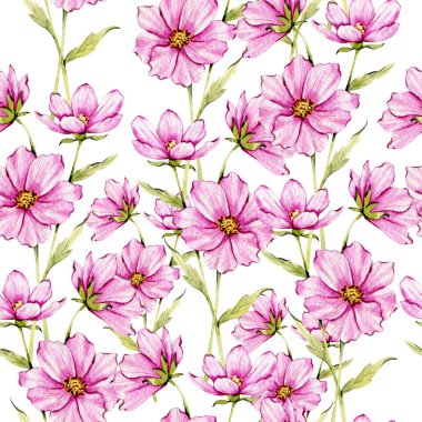 Çiçeksiz arka plan suluboya. Kozmos çiçeği kusursuz desen. Kozmos çiçekli çiçek arkaplanı. Ekim ayı çiçeği. Bahar Yaz Botanik Arkaplanı Duvar kağıtları, düğün, ambalaj kağıdı, tekstil