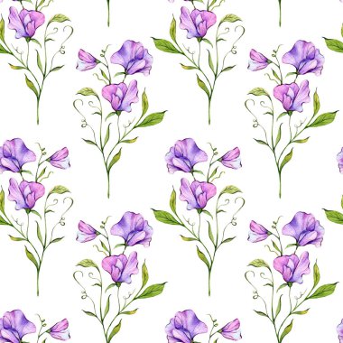 Çiçeksiz arka plan suluboya. Tatlı bezelye pürüzsüz desen. Tatlı bezelyeli çiçek arkaplanı. Nisan ayı çiçeği. Duvar kağıtları, ambalaj kağıdı, tekstil için botanik arka plan