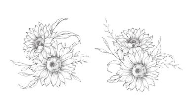 Ayçiçeği çizimi. Sunflower illüstrasyonunu özetle. El yapımı ayçiçeği arka planı. Botanik Tek Krom Çiçek Sanatı. Ayçiçeği Düğünü